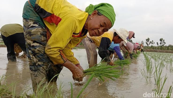 Fungsi Mesin Tanam Padi di Sawah untuk Pertanian Lebih Efisien