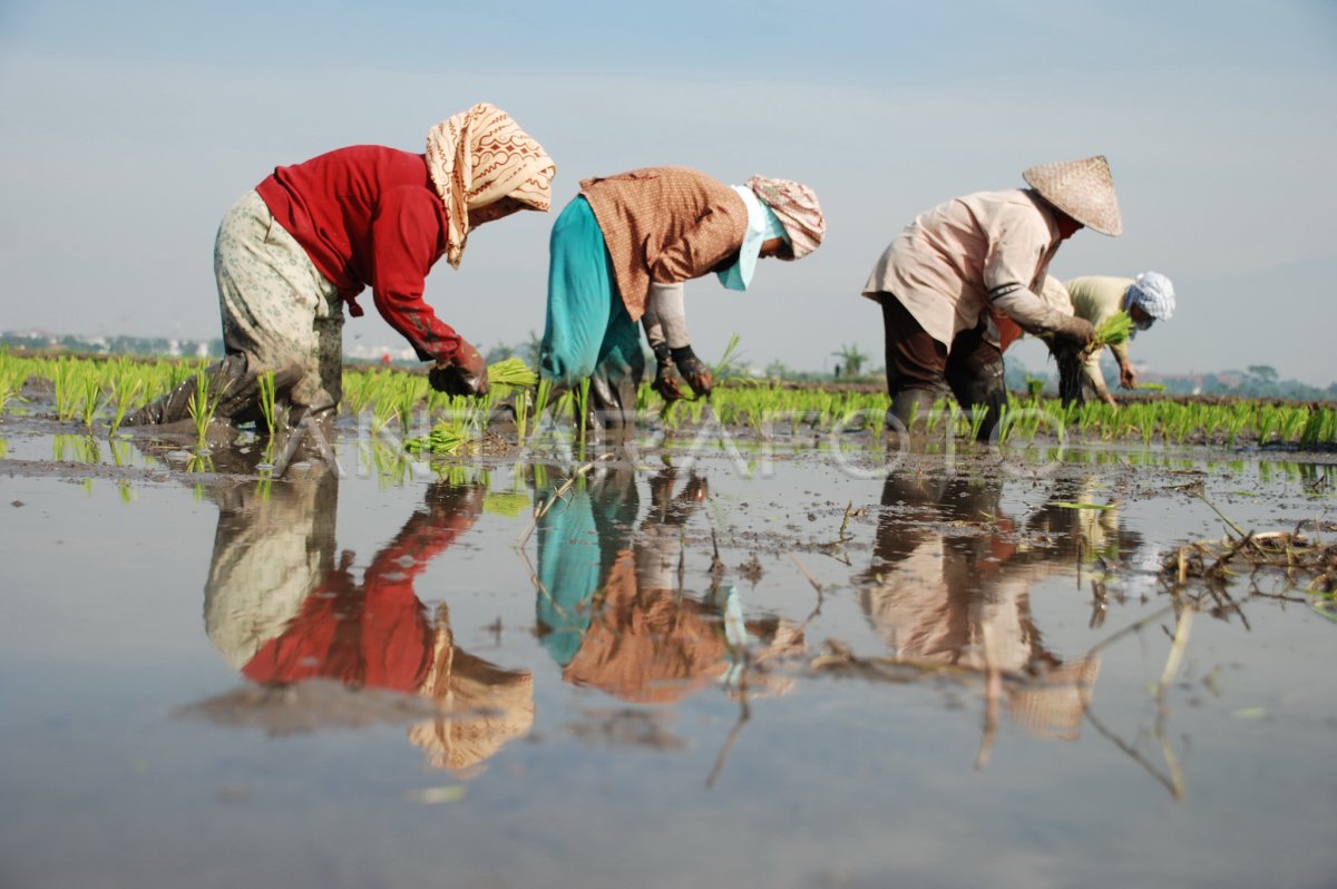 fungsi mesin tanam padi di sawah