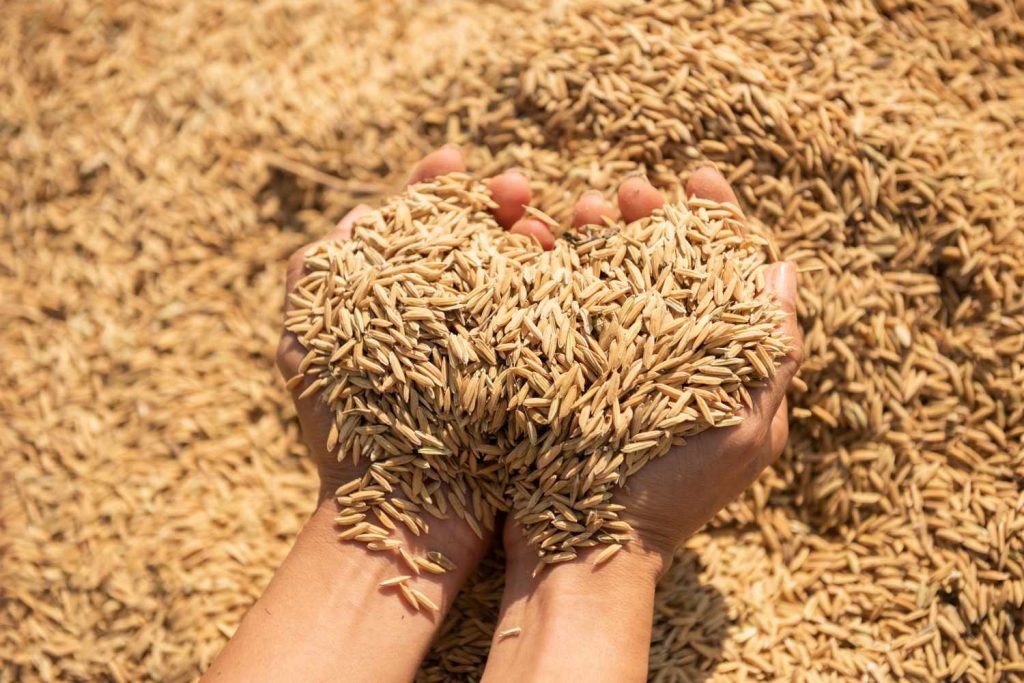 strategi pemasaran beras hasil panen petani