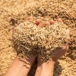 strategi pemasaran beras hasil panen petani